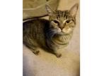 Adopt Matilda a Domestic Shorthair / Mixed (short coat) cat in Little Rock