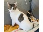Adopt MILEY - SWEET BEAUTIFUL YOUNG KITTY a Domestic Short Hair