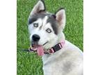 Adopt SKY a Gray/Silver/Salt & Pepper - with Black Siberian Husky / Mixed dog in