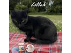 Adopt Lillah a Domestic Short Hair