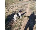 German Shorthaired Pointer Puppy for sale in Hesperia, CA, USA