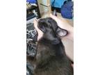 Adopt Admiral a All Black Domestic Shorthair / Mixed (short coat) cat in Devon
