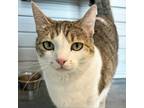 Adopt Cupcake a Domestic Short Hair