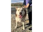 Adopt IVY a Red/Golden/Orange/Chestnut - with White Siberian Husky / Mixed dog