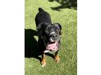 Adopt Lava a Rottweiler, Mixed Breed