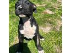 Mutt Puppy for sale in Virginia Beach, VA, USA