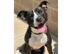 Adopt Hazel a Black - with White Pit Bull Terrier / Mixed dog in Smithfield