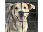 Adopt Lyla a Labrador Retriever