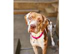 Adopt Blossom a Catahoula Leopard Dog, Mastiff