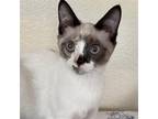 Adopt Bizzi B (DM) a Cream or Ivory (Mostly) Siamese / Mixed (short coat) cat in