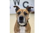 Adopt Aster a Boxer, Mixed Breed