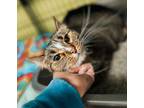 Adopt Amelia Purrheart a Domestic Short Hair