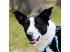 Adopt Luna a Border Collie, Beagle