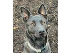 Adopt Vixen (in Pendleton) a Black Shepherd (Unknown Type) / Mixed Breed (Large)