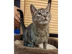 Adopt Lady Marmalade a Tabby