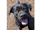 Adopt Conway (in Pendleton) a Black Labrador Retriever / Boxer / Mixed dog in