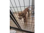 Adopt Caramel Malt (in Pendleton) a Brindle Mastiff / American Pit Bull Terrier