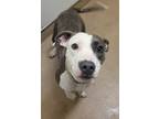 Adopt Brynn (in Pendleton) a Gray/Silver/Salt & Pepper - with White American Pit