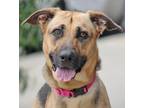 Adopt Charlie von Cologne a Black - with Tan, Yellow or Fawn German Shepherd Dog