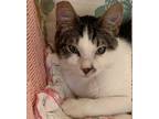 Adopt Danny a Brown Tabby Domestic Shorthair / Mixed (short coat) cat in Los