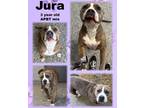 Adopt Jura a Pit Bull Terrier