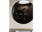 Adopt Tar a Domestic Short Hair