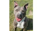 Adopt Gramps in Hopewell VA a Gray/Silver/Salt & Pepper - with White Pit Bull