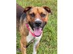 Adopt Zeus a American Staffordshire Terrier / Labrador Retriever / Mixed dog in