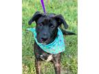 Adopt Kudos a Labrador Retriever / Mixed dog in Darlington, SC (38401692)