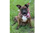Adopt Skye a American Staffordshire Terrier / Mixed dog in Darlington