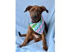 Adopt Holly a Labrador Retriever / Hound (Unknown Type) / Mixed dog in