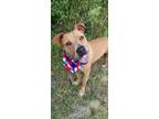 Adopt Rocky a American Staffordshire Terrier / Labrador Retriever / Mixed dog in