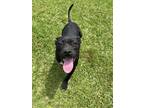 Adopt Loretta Windham a Black - with White American Staffordshire Terrier /
