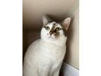 Adopt Sheeba a Domestic Short Hair