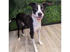 Adopt Molly a Border Collie