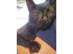 Adopt Sloan a Domestic Short Hair