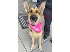Adopt Tara M a German Shepherd Dog / Mixed dog in Cupertino, CA (38324215)