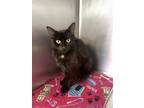 Adopt 16443 a Domestic Longhair / Mixed cat in Covington, GA (38501050)