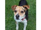 Adopt Earhart a Beagle, Hound