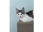 Adopt Colly (FCID# 06/08/2023 - 3 Christiana PS) a Domestic Shorthair / Mixed