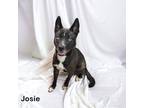 Adopt Josie a Terrier, Mixed Breed
