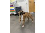 Adopt IRIS a Black Mouth Cur, Mixed Breed