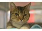 Adopt Ocho (Eight Bit) a Domestic Short Hair