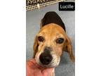 Adopt Lucille Suffolk a Beagle