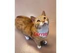 Adopt Carrot a Domestic Short Hair