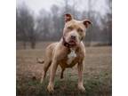 Adopt Casey a Pit Bull Terrier, American Staffordshire Terrier
