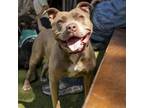 Adopt Casey a Pit Bull Terrier, American Staffordshire Terrier