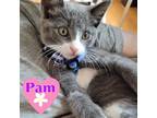 Adopt PAM a Gray or Blue (Mostly) Domestic Shorthair / Mixed (short coat) cat in