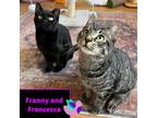 Adopt Franny and Francesca - adorable sisters! a Gray, Blue or Silver Tabby