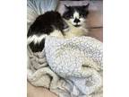 Adopt Hidan a Domestic Long Hair